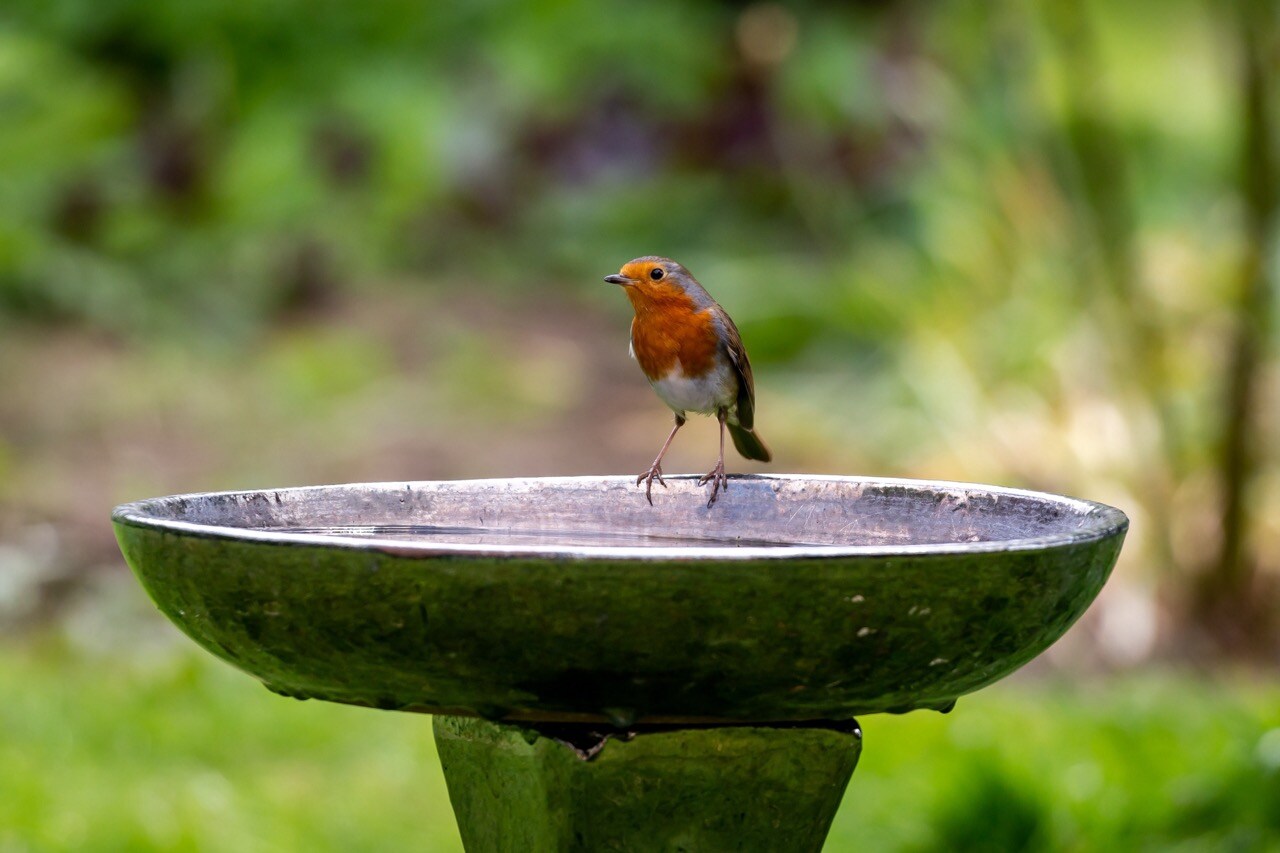 bird bath