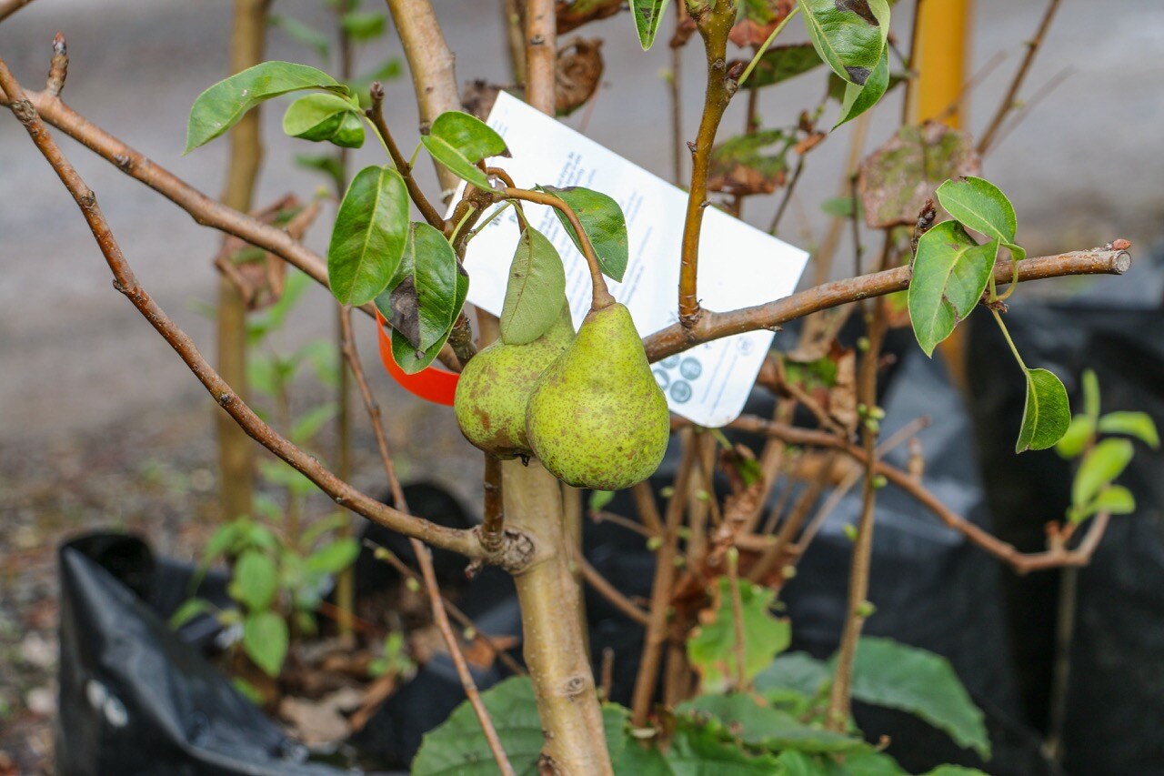 fruit trees