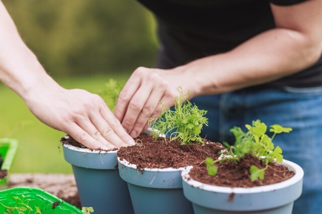 potting mix